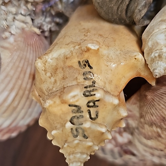 Vintage Virgin Mary natural seashells wood handmade decoration San Carlos - Picture 2 of 14